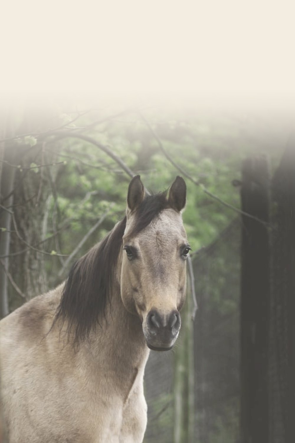 Beau, een valk paard van de Groei-tuin, tussen de bomen
