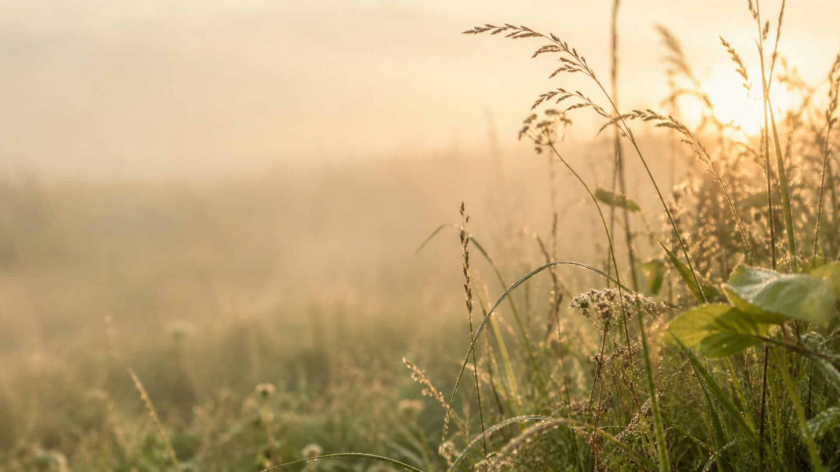 Ochtendlicht over een weide vol dauwdruppels, met grassen die oplichten in de opkomende zon