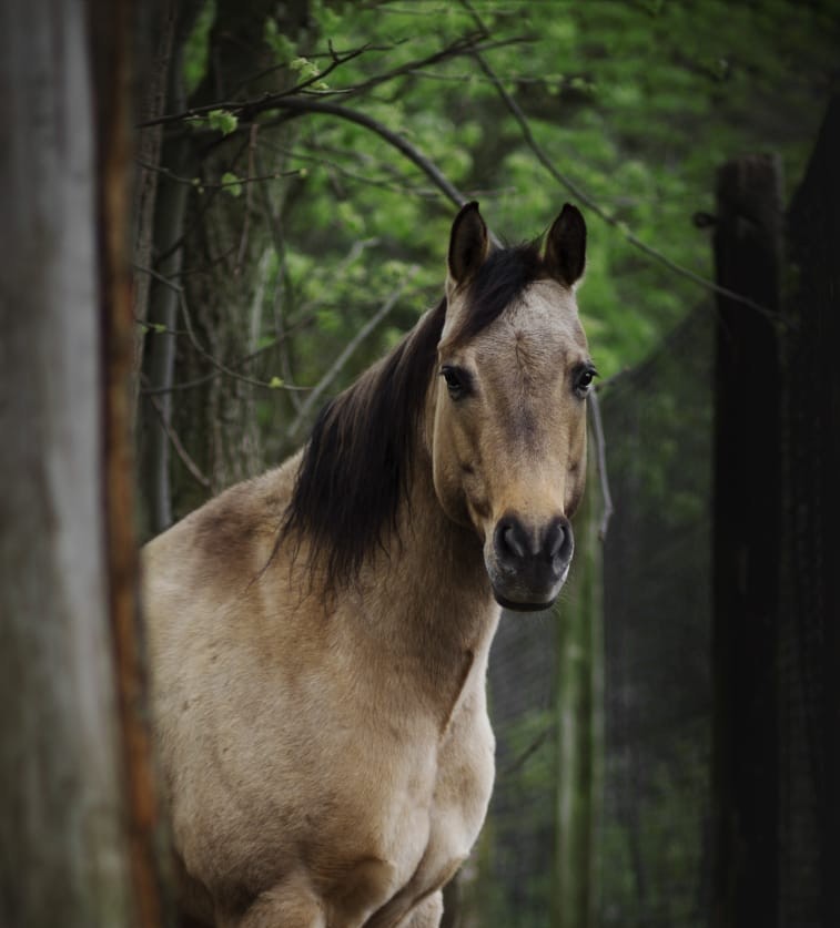 Beau, een van de drie paarden van de Groei-tuin