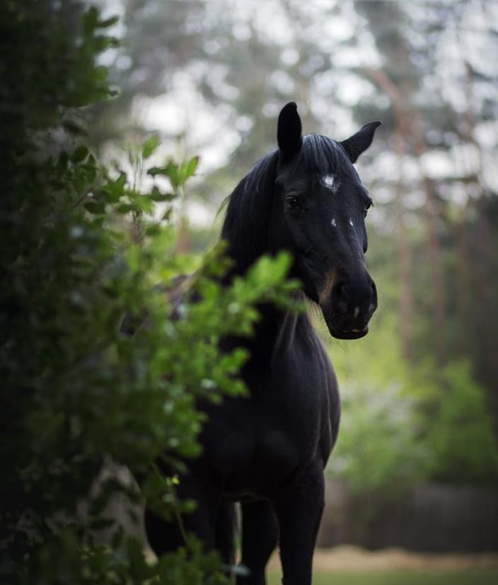 Wine, een zwart paard tussen de bomen