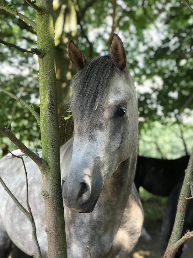 Zeus, een van de paarden van de Groei-tuin